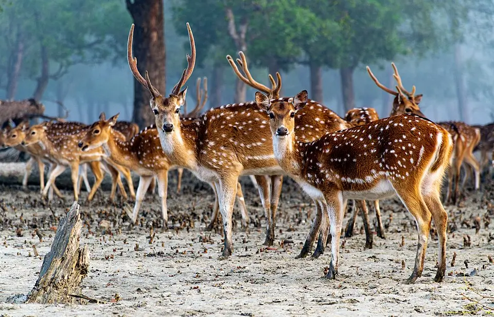 Srimangal and the Sundarbans Wild Adventures
