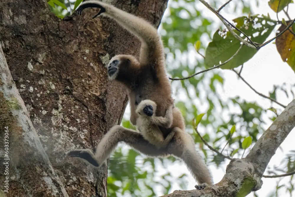 Sundarbans Wild Adventures tour