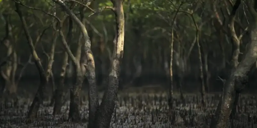 Bangladesh Uncovered