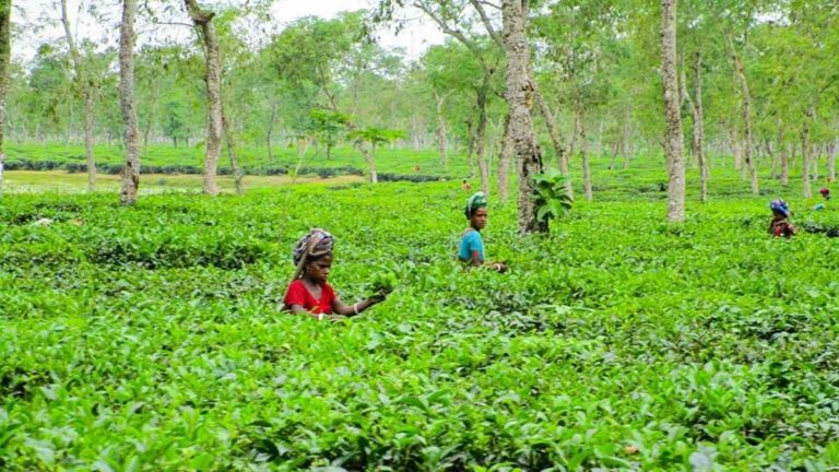 Bangladesh Tours and Adventures Sreemangal and Sylhet Tour