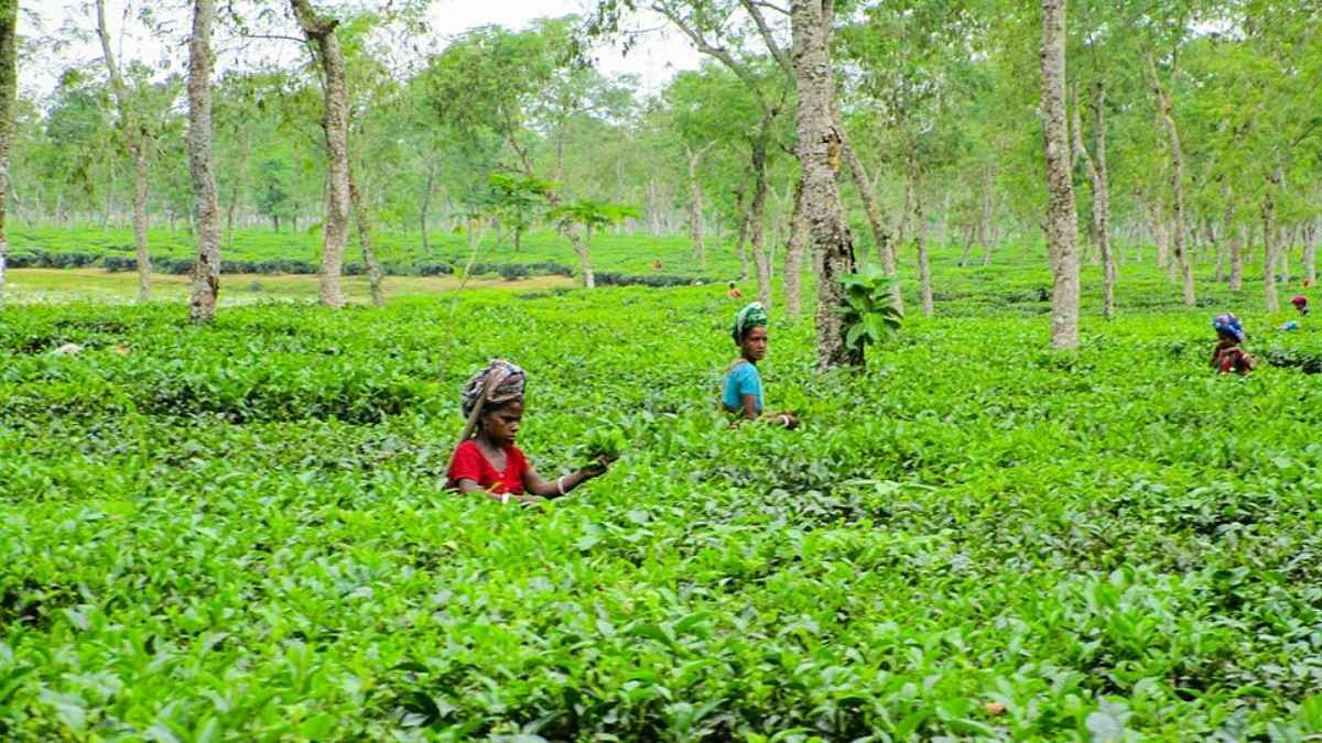 Bangladesh Tours and Adventures Sreemangal and Sylhet Tour
