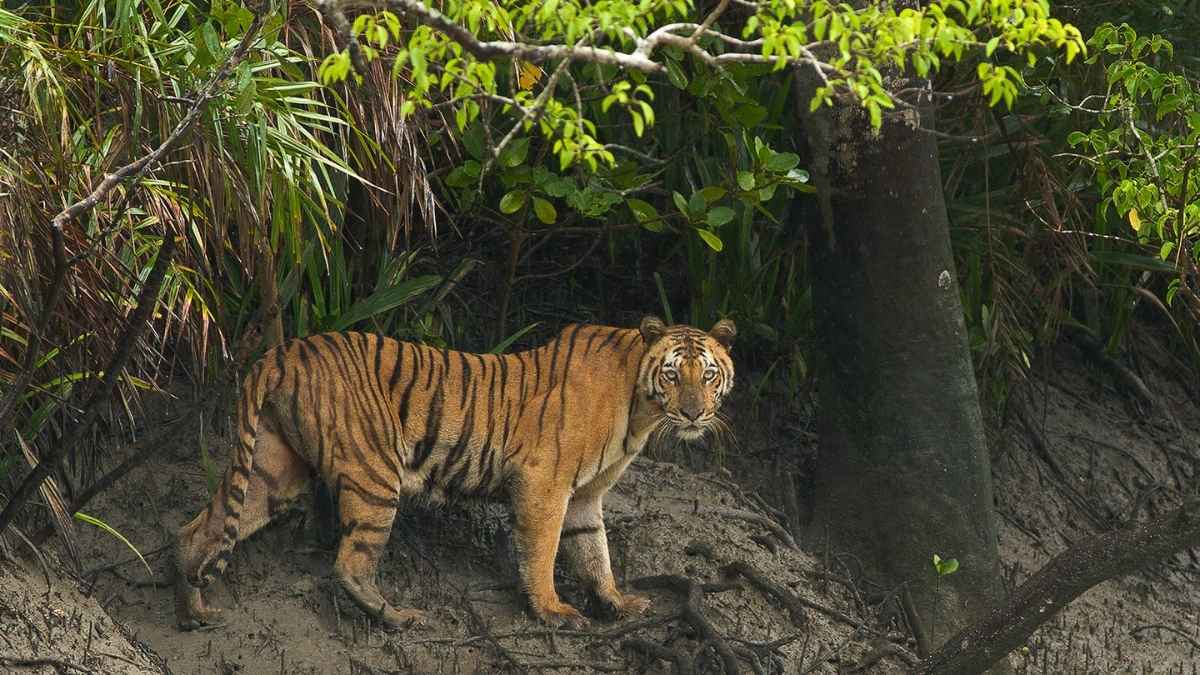 Eye of the Tiger