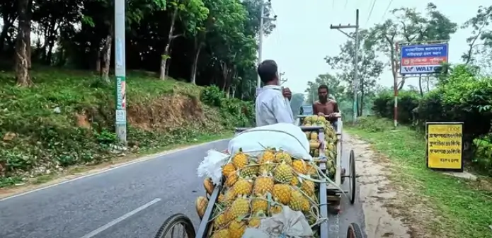 Sreemangal and Sylhet Tour