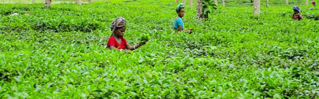 Bangladesh Tours and Adventures Sreemangal and Sylhet Tour