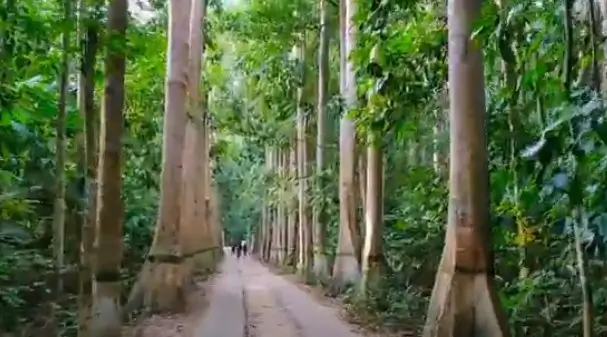 Srimangal Serenity Tea, Tribe & Trails