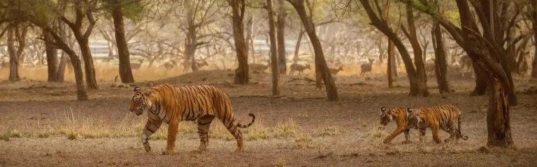The Sundarbans Mixed Group Adventure