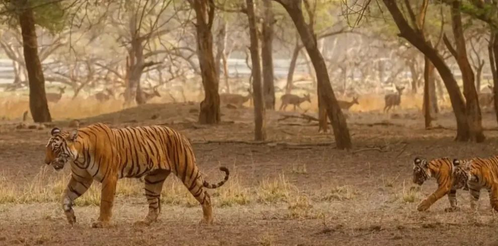 The Sundarbans Mixed Group Adventure