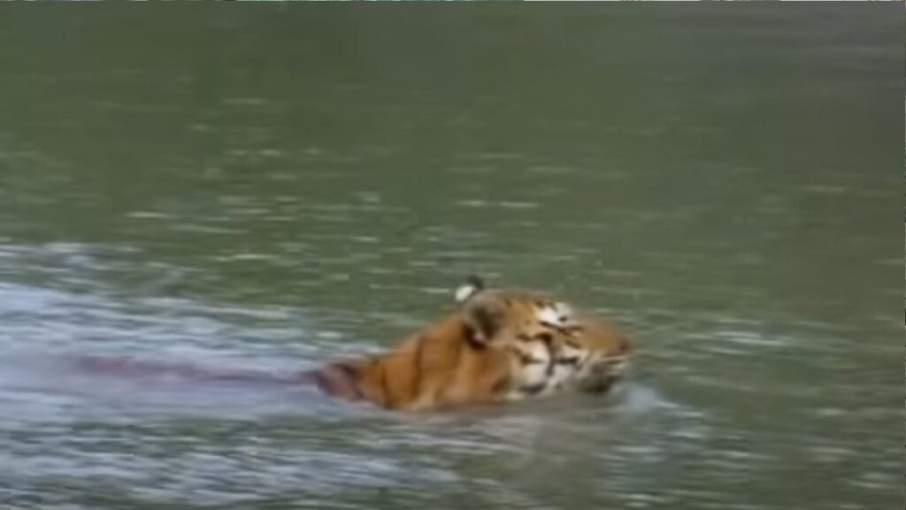 The Sundarbans tiger