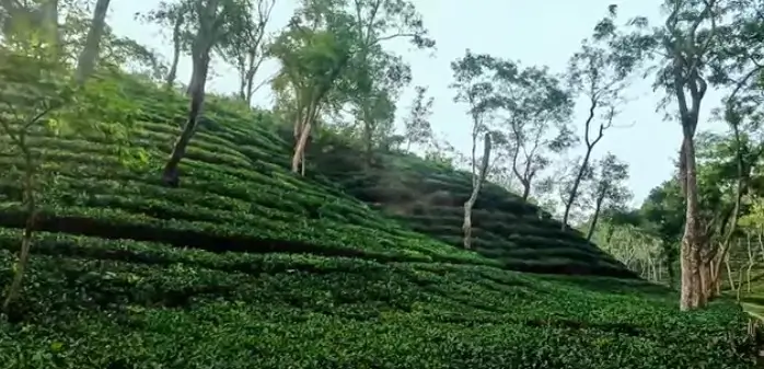 Sreemangal and Sylhet Tour