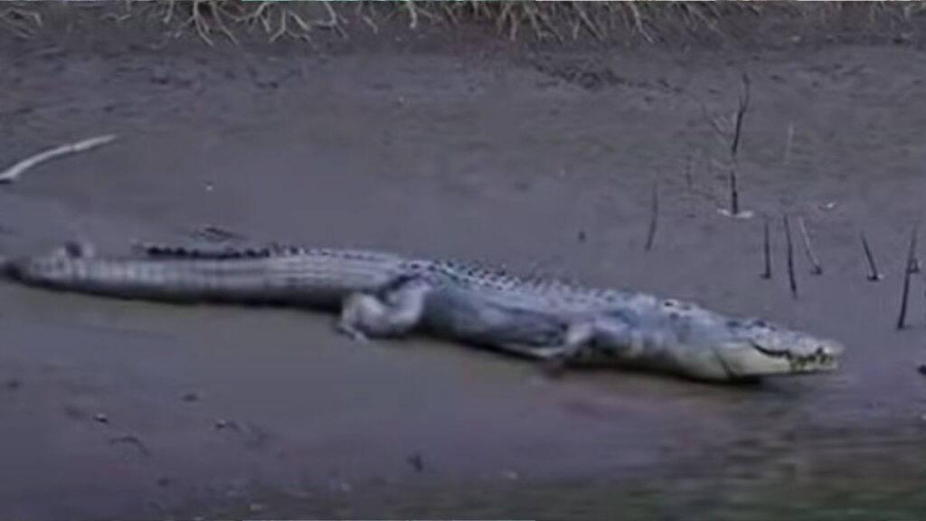 The Sundarbans