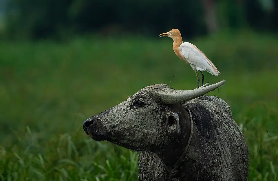 Wild Wings of Bangladesh