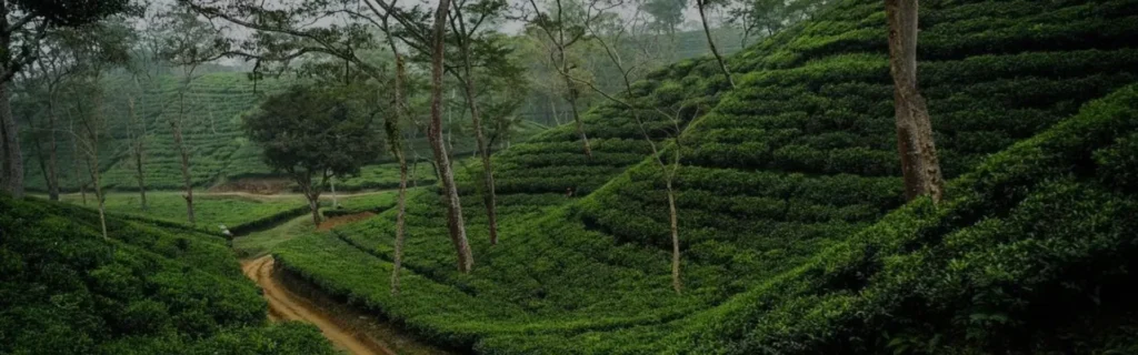 sylet Srimangal Serenity