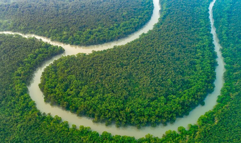 13 Beautiful Forests to Visit in Bangladesh