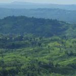 Beautiful Forest in Bangladesh