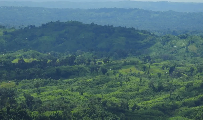 Beautiful Forest in Bangladesh