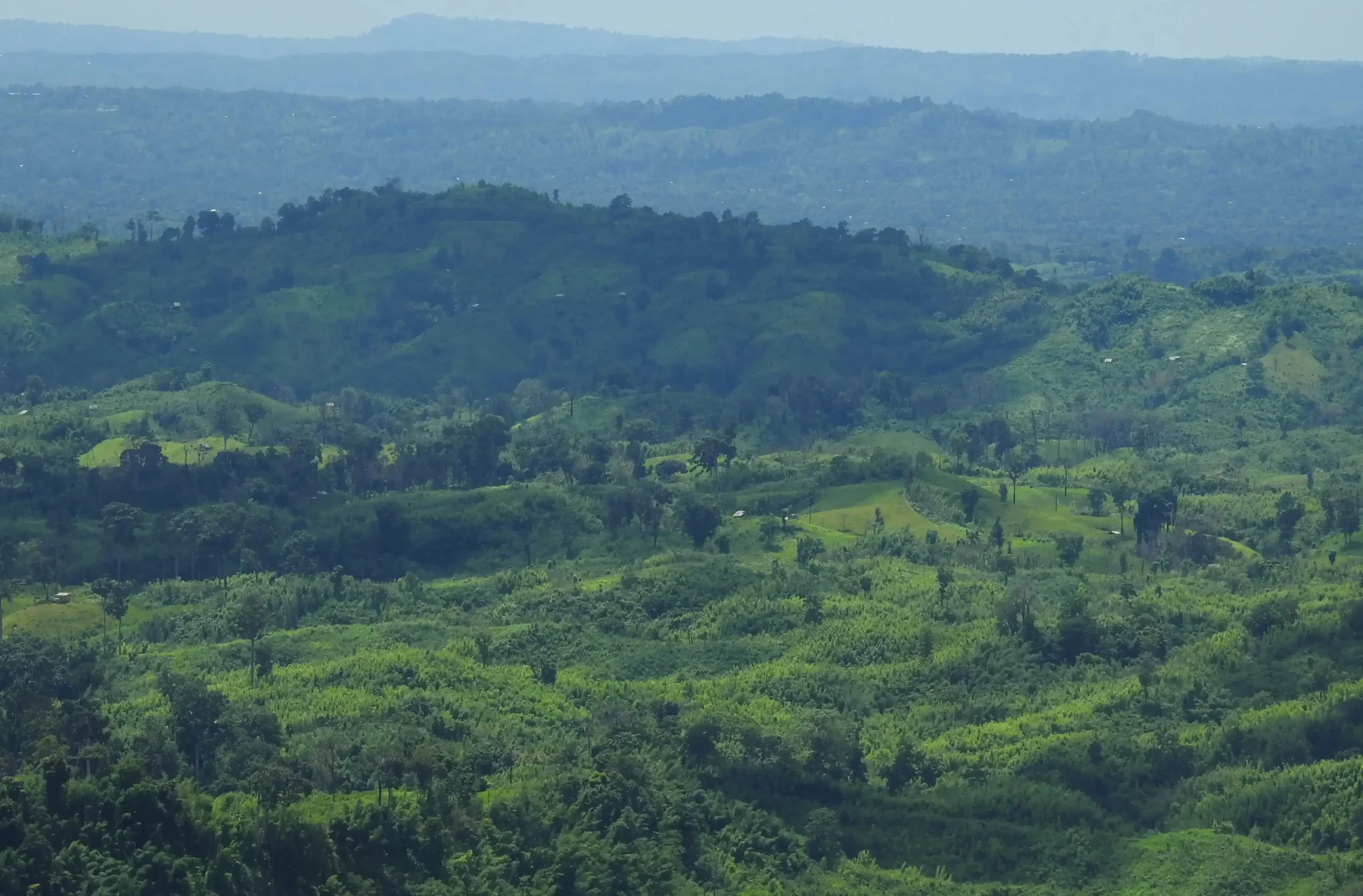 13 Beautiful Forests to Visit in Bangladesh
