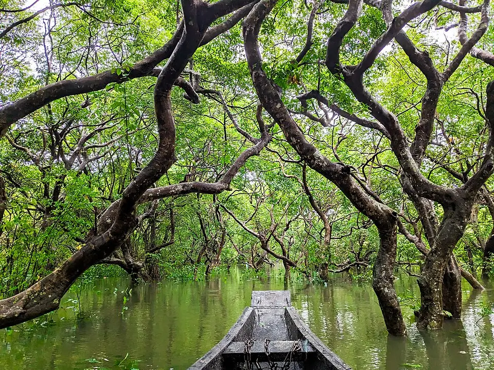Scenic view of a Beautiful Forest in Bangladesh, filled with tropical plants, rare birds, and the calming sounds of nature.