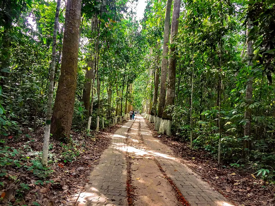 A Beautiful Forest in Bangladesh showcasing dense greenery, wildlife trails, and peaceful surroundings perfect for eco-tourism.