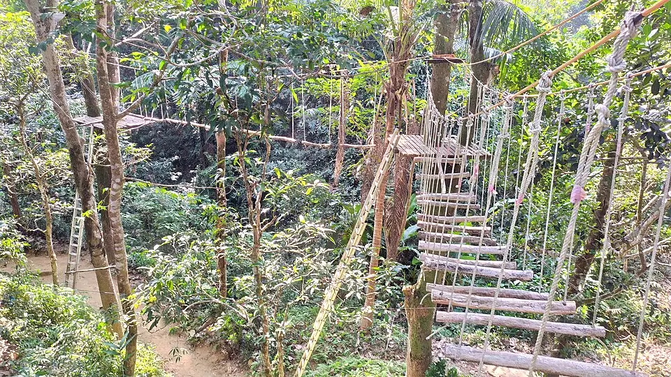 A diverse ecosystem inside a Beautiful Forest in Bangladesh, home to deer, monkeys, and colorful birds amidst lush vegetation.