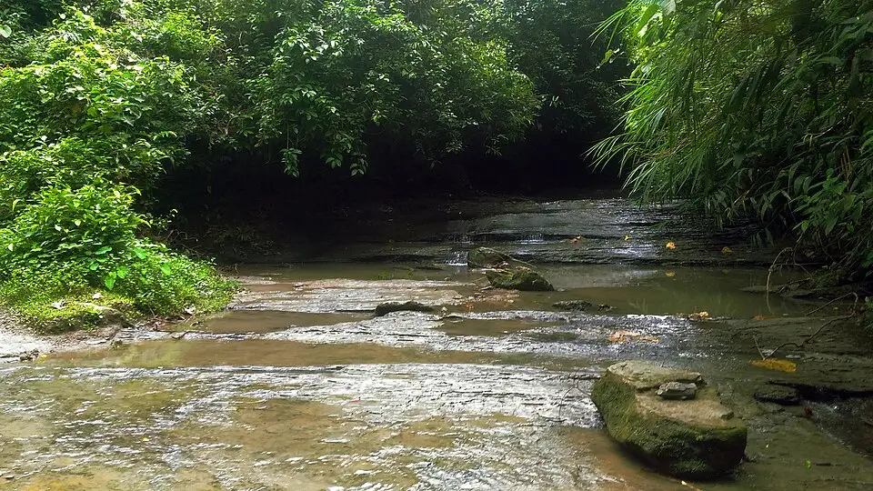 Kaptai Forest Trail Beautiful Forest in Bangladesh