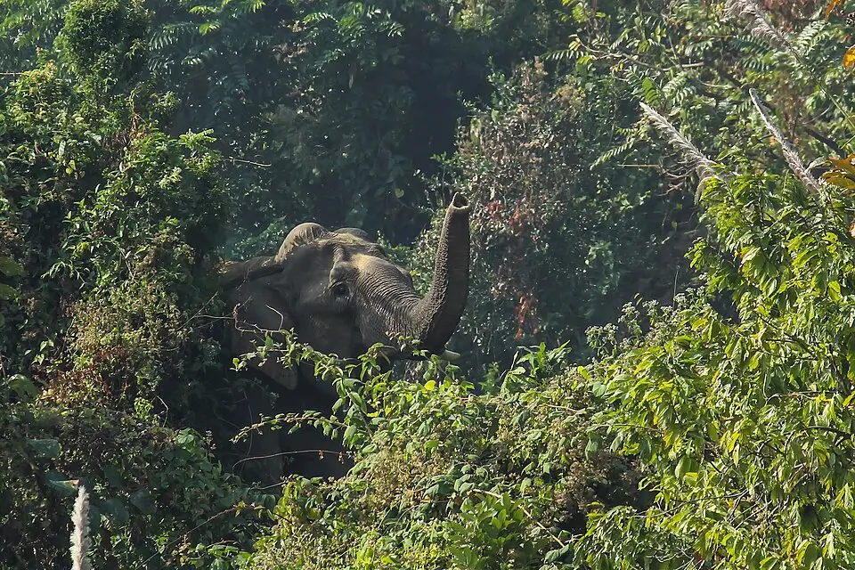 Bangladesh is home to some stunning and diverse forests that are truly captivating. From the magnificent Sundarbans to the freshwater Ratargul wetlands, the forests that dot the landscape are a treasure trove waiting to be discovered. If you are an adventurer at heart, nothing can be more thrilling than a thrilling adventure in the wild. So, whether you are a nature lover or an adventurer, we have compiled a list of 13 beautiful forests to visit in Bangladesh for you.