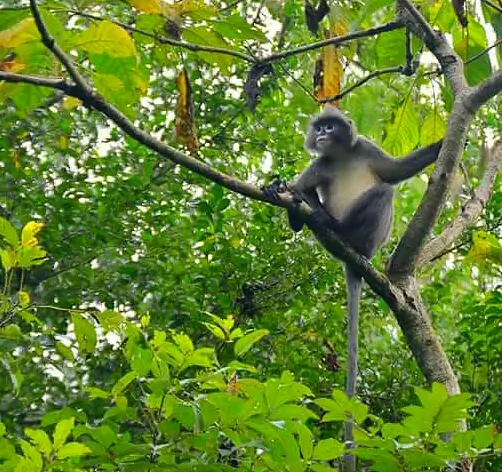 Beautiful Forest in Bangladesh