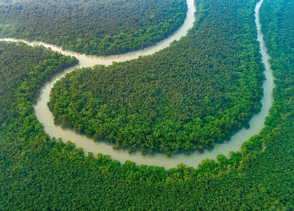 A serene landscape of a Beautiful Forest in Bangladesh, where tall evergreen trees stand beside crystal-clear streams under a blue sky.