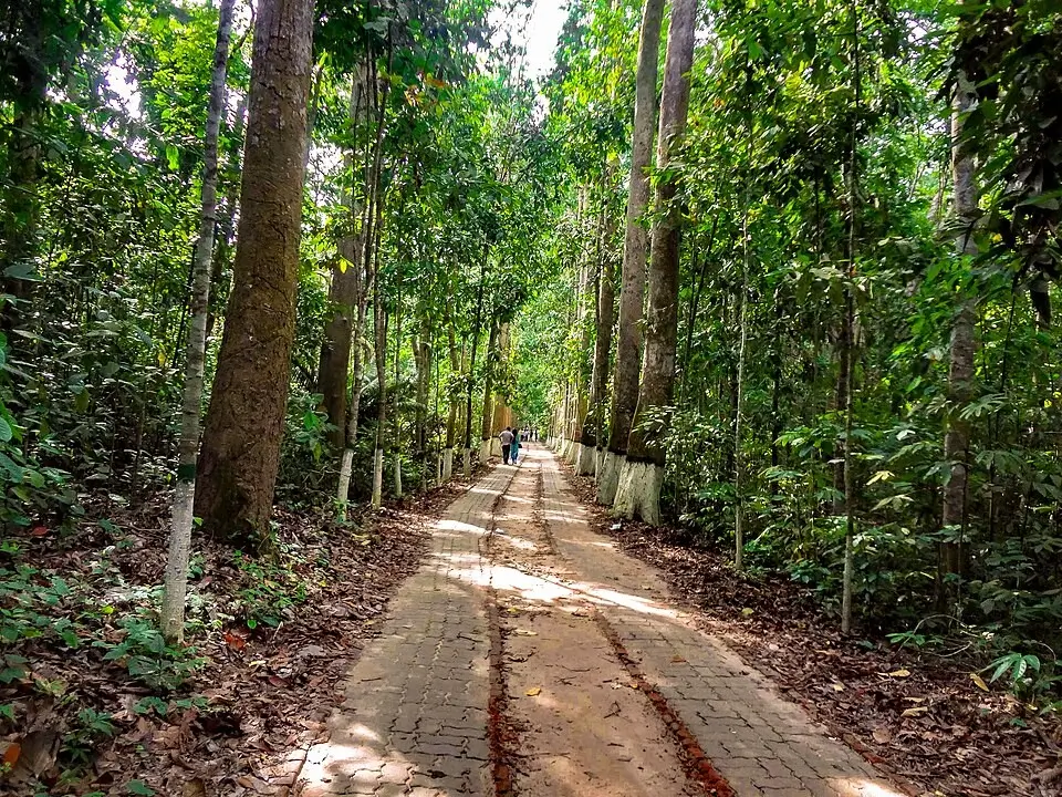Beautiful Forests