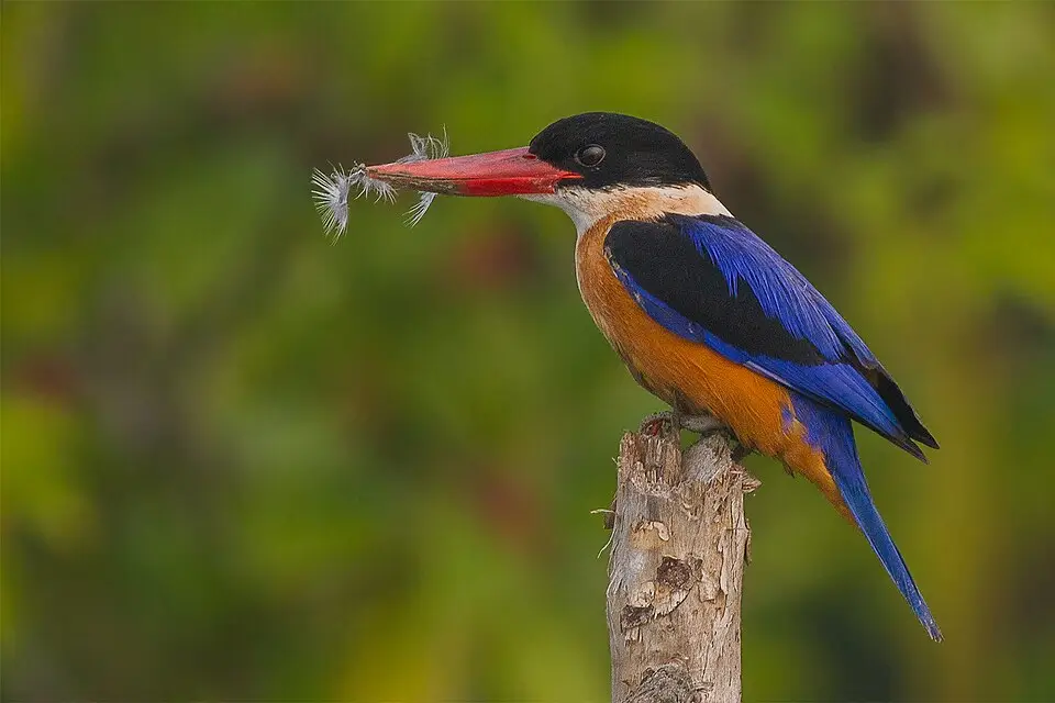 Halcyon pileata
