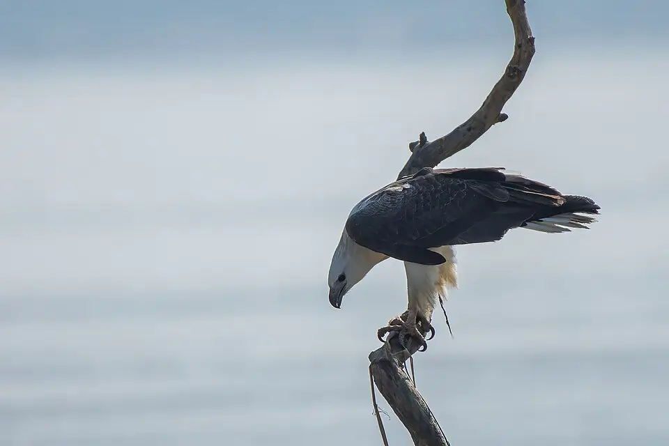 Haliaeetus leucogaster