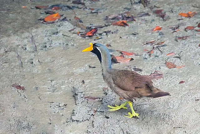 Heliopais personatus