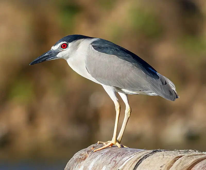Nycticorax nycticorax