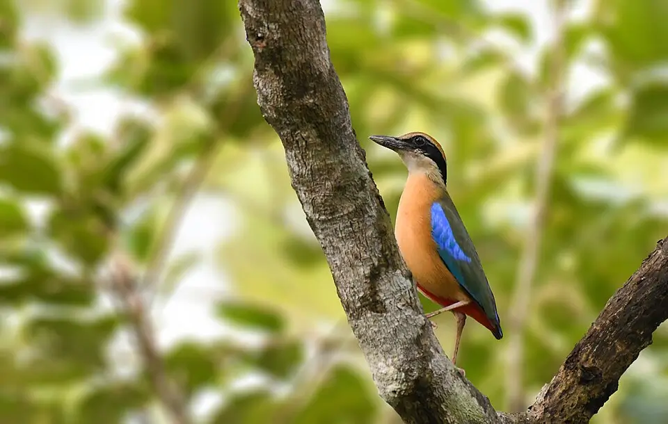 Pitta megarhyncha