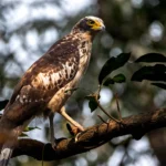 Sundarbans Birds