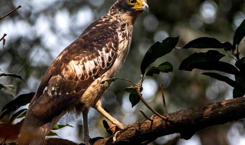 Sundarbans Birds