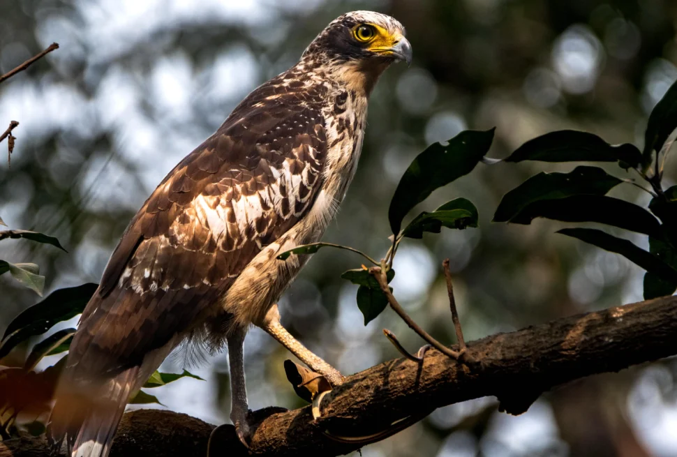Sundarbans Birds