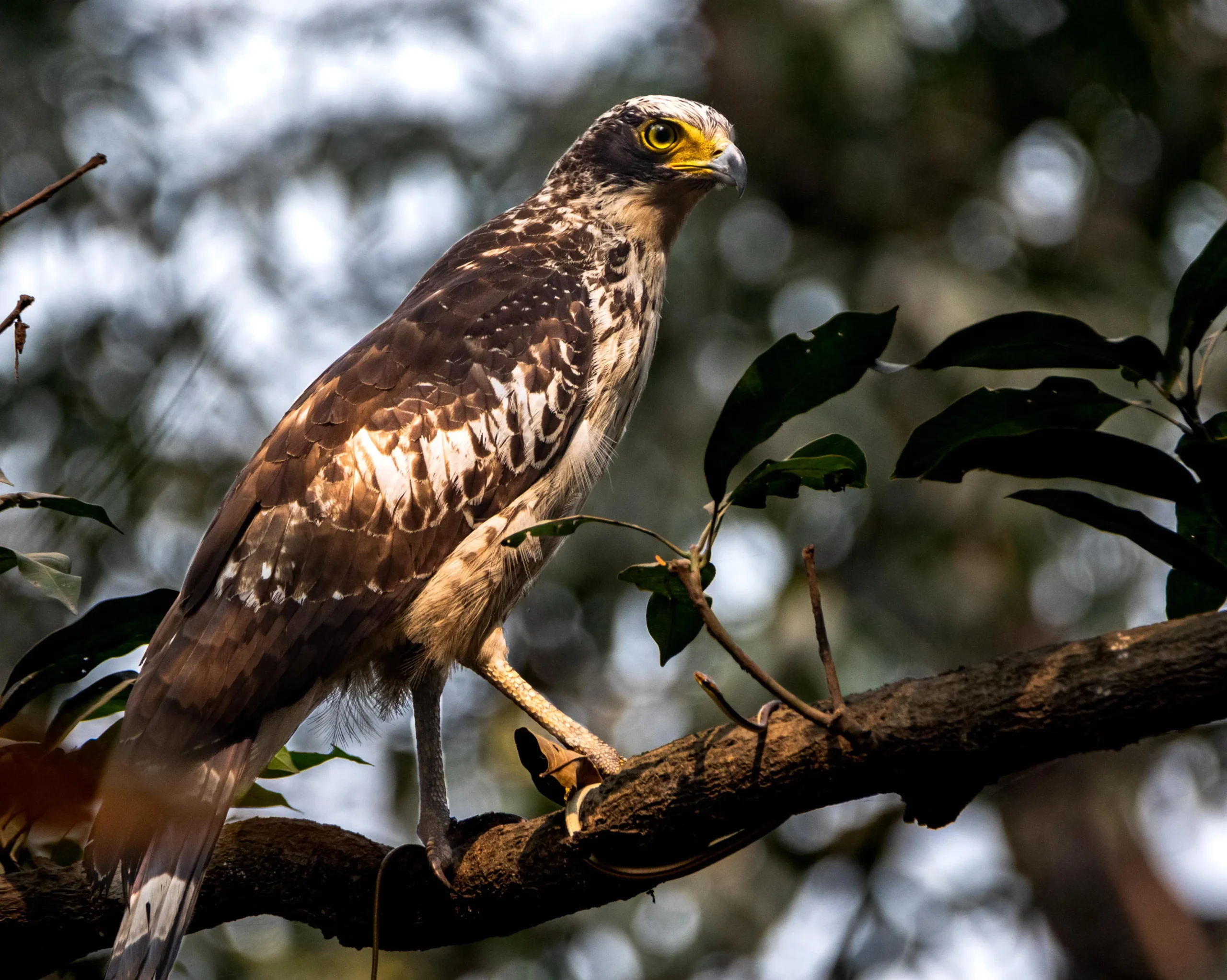 Sundarbans Birds