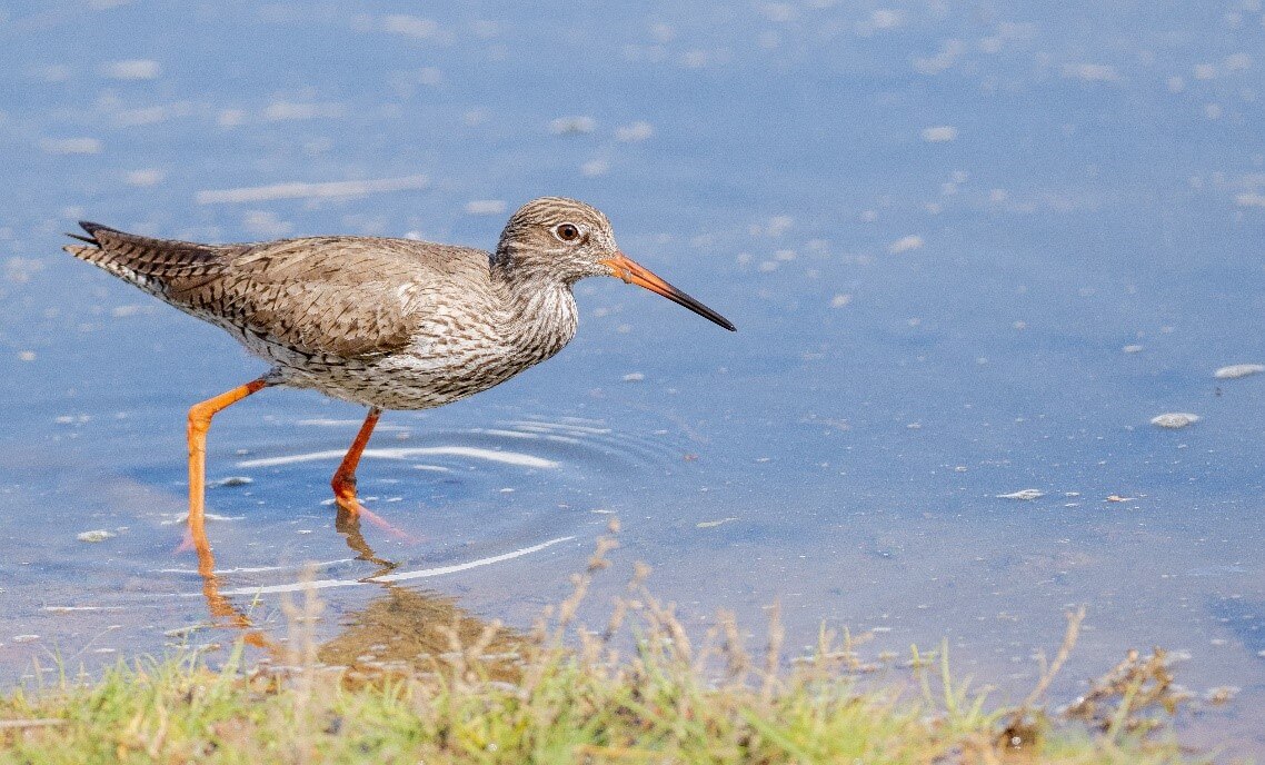 Tringa totanus