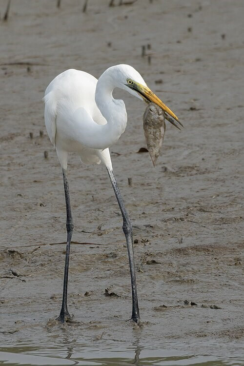 Sundarbans Birds