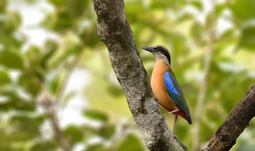 Heliopais personatus