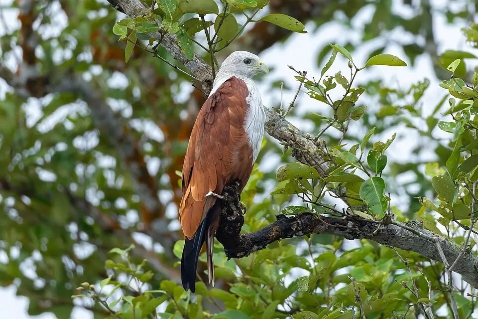 Sundarbans Birds 