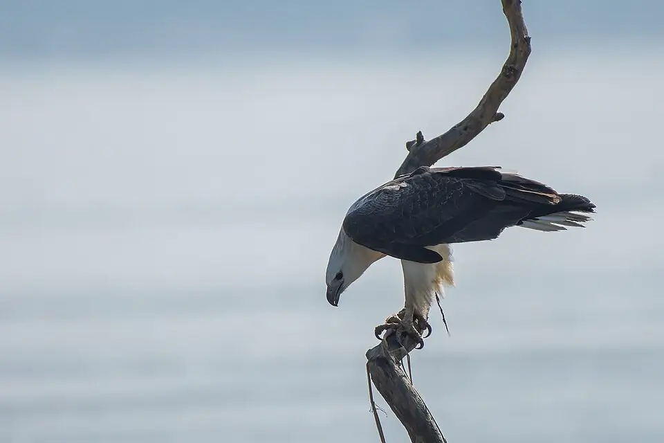 Haliaeetus leucogaster