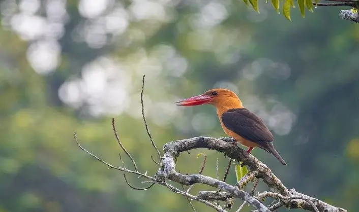 Sundarbans Birds 