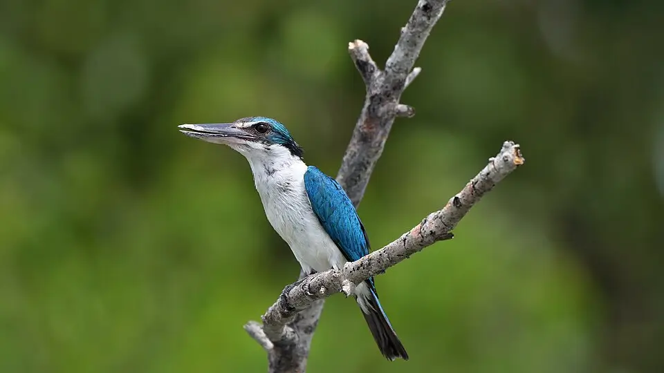 Todiramphus chloris
