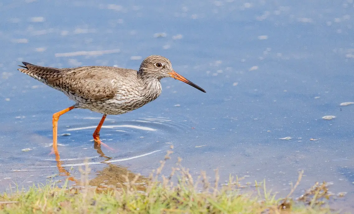 Tringa totanus