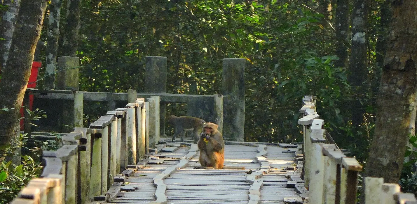 Sundarbans Tour Package