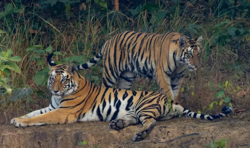 Sundarbans