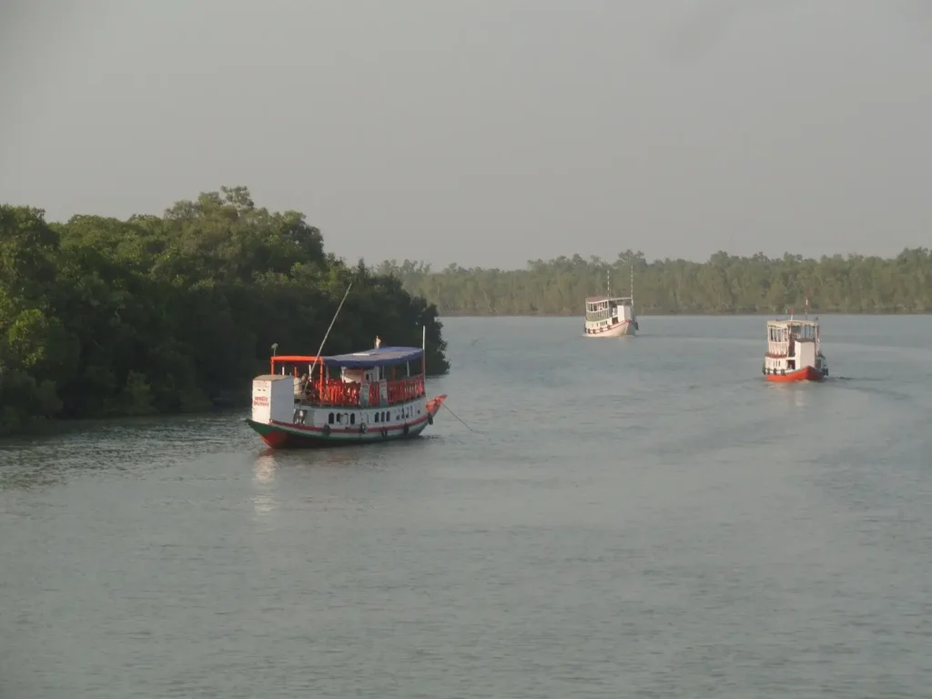 Sundarbans The Last Home of Bengal Tigers