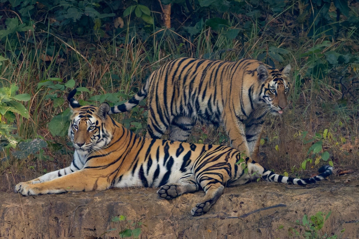 Sundarbans Tour Package from Dhaka