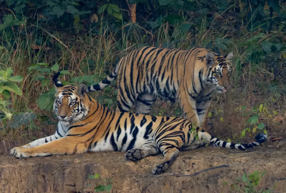 Sundarbans The Last Home of Bengal Tigers